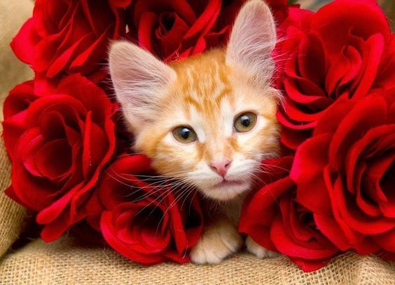 A cat surrounded by red roses

Description automatically generated